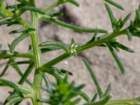 Salsola kali Gamla Viken, Helsingborg, Skåne, Sweden 20180702_0015