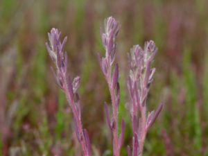 Spirobassia hirsuta - Luddmålla