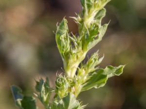 Amaranthus albus - Tumbleweed Amaranth - Vit amarant