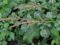 Amaranthus blitum NNO pumphuset, Husie mosse, Malmö, Skåne, Sweden 20220831_0012