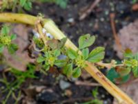 Amaranthus blitum P-pl, ICAMaxi Västra hamnen, Malmö, Skåne, Sweden 20191013_0007