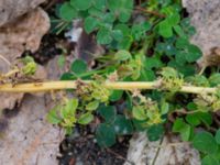 Amaranthus blitum P-pl, ICAMaxi Västra hamnen, Malmö, Skåne, Sweden 20191013_0008