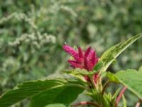 Amaranthus caudatus Sliparebacken N delen, Lund, Skåne, Sweden 20220804_0009