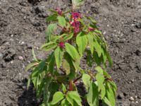 Amaranthus caudatus Sliparebacken N delen, Lund, Skåne, Sweden 20220804_0014