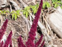 Amaranthus hybridus ssp. cruentus Jorddeponi N Sliparebacken, Lund, Skåne, Sweden 20170814_0008