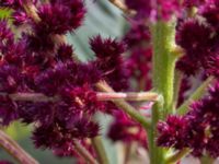 Amaranthus hybridus ssp. cruentus Jorddeponi Sliparebacken, Lund, Skåne, Sweden 20170722_0004