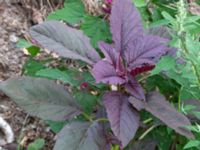 Amaranthus hybridus ssp. cruentus Odlingsvägen, Alnarp, Lomma, Skåne, Sweden 20190808_0026