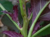 Amaranthus hybridus ssp. cruentus Odlingsvägen, Alnarp, Lomma, Skåne, Sweden 20190808_0030