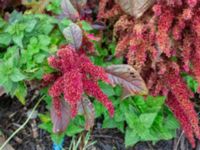 Amaranthus hybridus ssp. cruentus Svedala jorddeponi, Svedala, Skåne, Sweden 20231021_0077