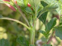 Amaranthus hybridus ssp. powellii Utfyllnadsområde 1,1 km N Östra Broby kyrka, Broby, Östra Göinge, Skåne, Sweden 20180727_0104