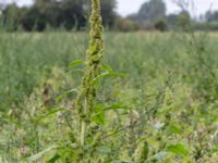 Amaranthus retroflexus Rutsborg, Borgeby, Kävlinge, Skåne, Sweden 20150830_0092