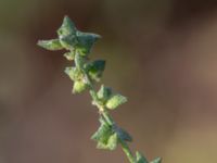 Atriplex patula Ödetomterna, Bunkeflo strandängar, Malmö, Skåne, Sweden 20181101_0020