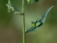 Atriplex patula Ödetomterna, Bunkeflo strandängar, Malmö, Skåne, Sweden 20181101_0022