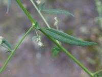 Atriplex patula Lindängelunds rekreationsområde, Malmö, Skåne, Sweden 20160821_0074