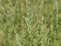 Atriplex patula Ribersborg, Malmö, Skåne, Sweden 20150830_0031