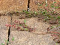 Atriplex prostrata Börshuset, Malmö, Skåne, Sweden 20190914_0056