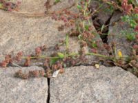 Atriplex prostrata Börshuset, Malmö, Skåne, Sweden 20190914_0057