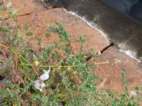 Atriplex prostrata Börshuset, Malmö, Skåne, Sweden 20190914_0058