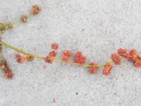 Atriplex prostrata Fiskehamnsgatan, Malmö, Skåne, Sweden 20190915_0015