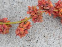 Atriplex prostrata Fiskehamnsgatan, Malmö, Skåne, Sweden 20190915_0017