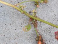 Atriplex prostrata Fiskehamnsgatan, Malmö, Skåne, Sweden 20190915_0018