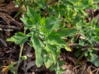 Atriplex prostrata Jungmansgatan, Norrköping, Östergötland, Sweden 20190608_0302