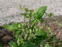 Atriplex prostrata Segeåns mynning, Malmö, Skåne, Sweden 20190729_0036