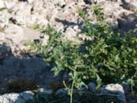 Atriplex tatarica Chersonesos, Sevastopol, Crimea, Russia 20150914_0088