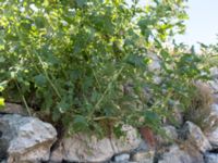 Atriplex tatarica Chersonesos, Sevastopol, Crimea, Russia 20150914_0089