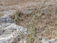 Bassia sedoides Chersonesos, Sevastopol, Crimea, Russia 20150914_0079