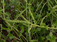 Beta vulgaris ssp. maritima Galtabäcks hamn, Varberg, Halland, Sweden 20190715_0662