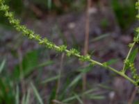 Beta vulgaris ssp. vulgaris Ulricedal, Malmö, Skåne, Sweden 20190704_0048