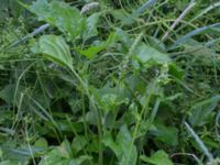 Blitum bonus-henricus Stjärneholms borgruin, Skurup, Skåne, Sweden 20170706_0008