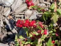 Blitum virgatum Lokstallarna, Malmö, Skåne, Sweden 20160815_0017