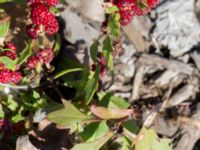 Blitum virgatum Lokstallarna, Malmö, Skåne, Sweden 20160815_0018