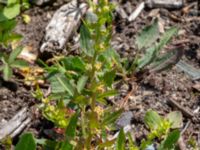 Blitum virgatum Lokstallarna, Malmö, Skåne, Sweden 20190531_0073