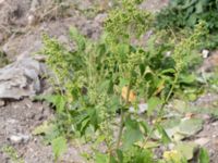 Chenopodiastrum hybridum Lokstallarna, Malmö, Skåne, Sweden 20160725_0063