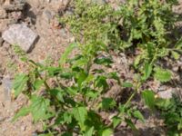 Chenopodiastrum hybridum Lokstallarna, Malmö, Skåne, Sweden 20160725_0073