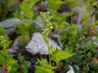 Chenopodiastrum hybridum Lokstallarna, Malmö, Skåne, Sweden 20181020_0080