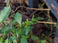 Chenopodiastrum murale Allhelgonakyrkan, Lund, Skåne, Sweden 20150906_0004