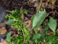 Chenopodiastrum murale Allhelgonakyrkan, Lund, Skåne, Sweden 20150906_0005