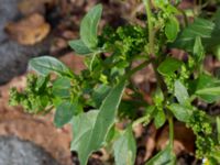 Chenopodiastrum murale Allhelgonakyrkan, Lund, Skåne, Sweden 20150906_0006