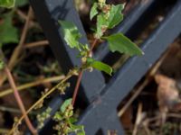 Chenopodiastrum murale Allhelgonakyrkan, Lund, Skåne, Sweden 20150906_0010