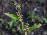 Chenopodiastrum murale Allhelgonakyrkan, Lund, Skåne, Sweden 20150906_0011