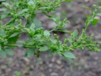 Chenopodiastrum murale Botaniska trädgården, Lund, Skåne, Sweden 20180816_0044