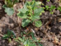 Chenopodiastrum ruderale Allhelgonakyrkan, Lund, Skåne, Sweden 20180620_0108