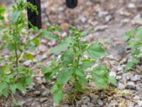 Chenopodiastrum ruderale Allhelgonakyrkan, Lund, Skåne, Sweden 20180620_0112