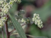 Chenopodium album Botaniska trädgården, Lund, Skåne, Sweden 20180709_0057