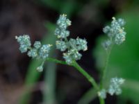 Chenopodium album Centralen, Malmö, Skåne, Sweden 20181020_0064