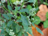 Chenopodium album Centralen, Malmö, Skåne, Sweden 20181020_0065